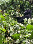 056-Bwindi