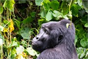 058-Bwindi
