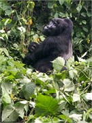 059-Bwindi