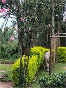 018-LakeBunyonyi