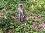 007-LilongweWildlifeCntr