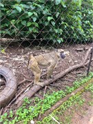 010-LilongweWildlifeCntr