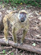 011-LilongweWildlifeCntr