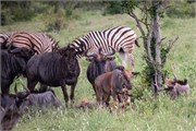 017-KrugerOrpenGate