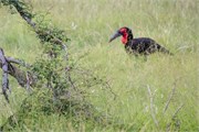 021-KrugerOrpenGate