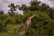 028-KrugerOrpenGate