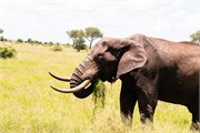039-KrugerOrpenGate