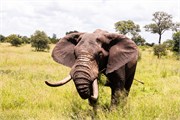040-KrugerOrpenGate