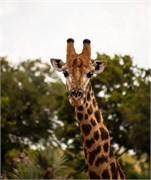 053-KrugerOrpenGate