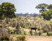 054-KrugerOrpenGate