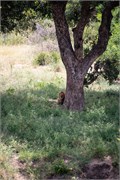 066-KrugerOrpenGate