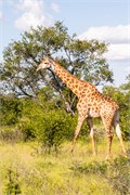 083-KrugerOrpenGate