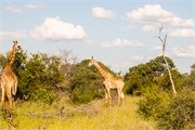086-KrugerOrpenGate