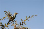092-KrugerOrpenGate