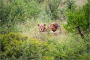 016-KrugerPhbaniGate1