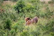 019-KrugerPhbaniGate1