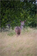 037-KrugerPhbaniGate1