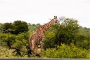 041-KrugerPhbaniGate1