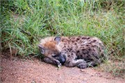 042-KrugerPhbaniGate1