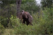 010-KrugerPhbaniGate2