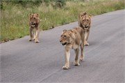 026-KrugerPhbaniGate2