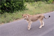 027-KrugerPhbaniGate2