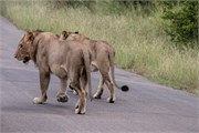030-KrugerPhbaniGate2