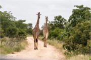 035-KrugerPhbaniGate2