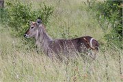 046-KrugerPhbaniGate2