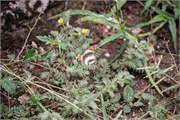 049-KrugerPhbaniGate2