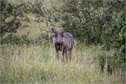 060-KrugerPhbaniGate2