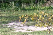 009-Zambezi_Cruise