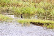 011-Zambezi_Cruise
