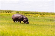 015-ToChobe-Cruise