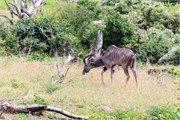 018-ToChobe-Cruise