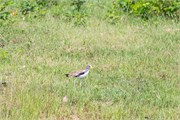 019-ToChobe-Cruise