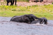 022-ToChobe-Cruise