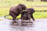 037-ToChobe-Cruise