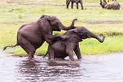038-ToChobe-Cruise