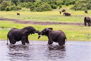 042-ToChobe-Cruise