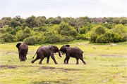043-ToChobe-Cruise