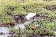 044-ToChobe-Cruise