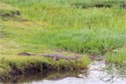 045-ToChobe-Cruise
