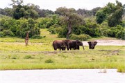 054-ToChobe-Cruise