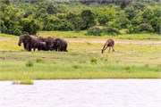 056-ToChobe-Cruise
