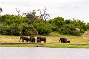 059-ToChobe-Cruise