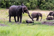 061-ToChobe-Cruise