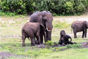 062-ToChobe-Cruise