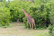 063-ToChobe-Cruise