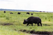 068-ToChobe-Cruise